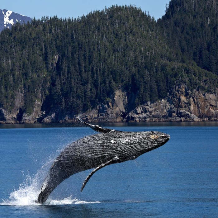 World Whale Day