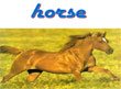 003 vocabulario animales