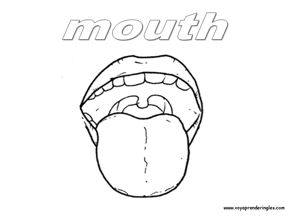 Mouth - Dibujos Cuerpo Humano para Colorear en Inglés