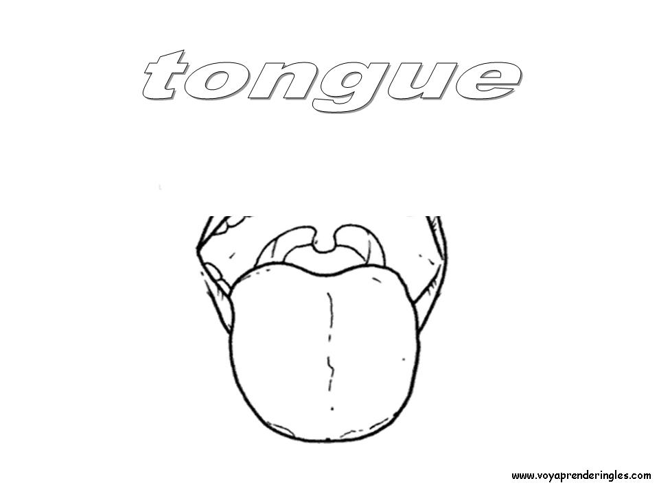 Tongue - Dibujos Cuerpo Humano para Colorear en Inglés