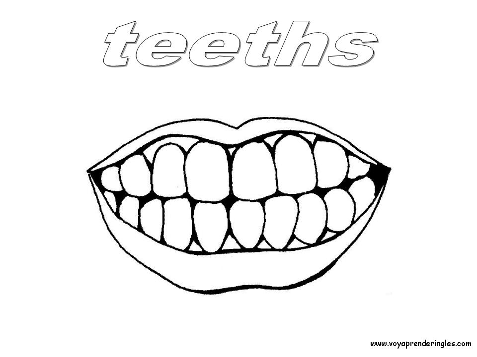 Teeths - Dibujos Cuerpo Humano para Colorear en Inglés