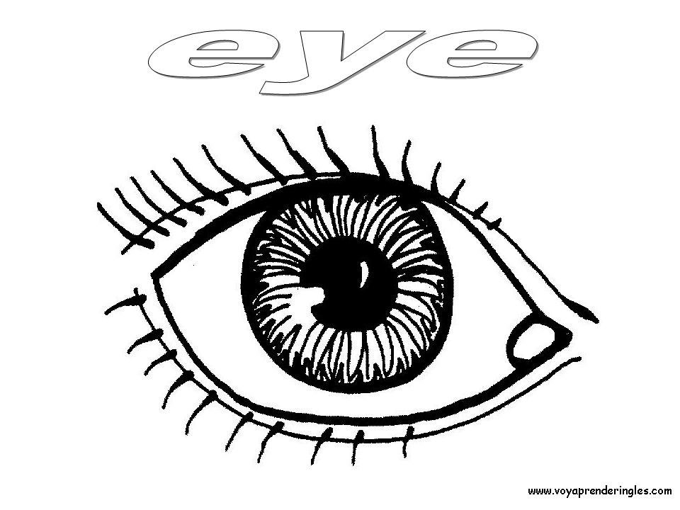 Eye - Dibujos Cuerpo Humano para Colorear en Inglés