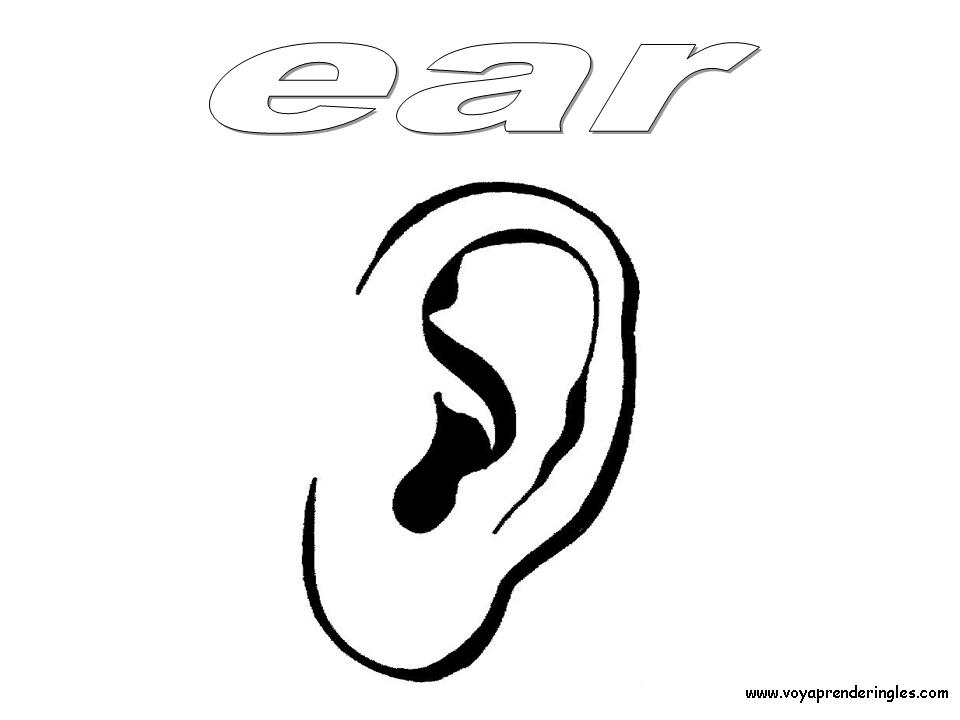 Ear - Dibujos Cuerpo Humano para Colorear en Inglés