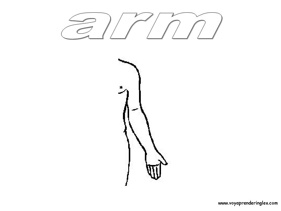 Arm - Dibujos Cuerpo Humano para Colorear en Inglés