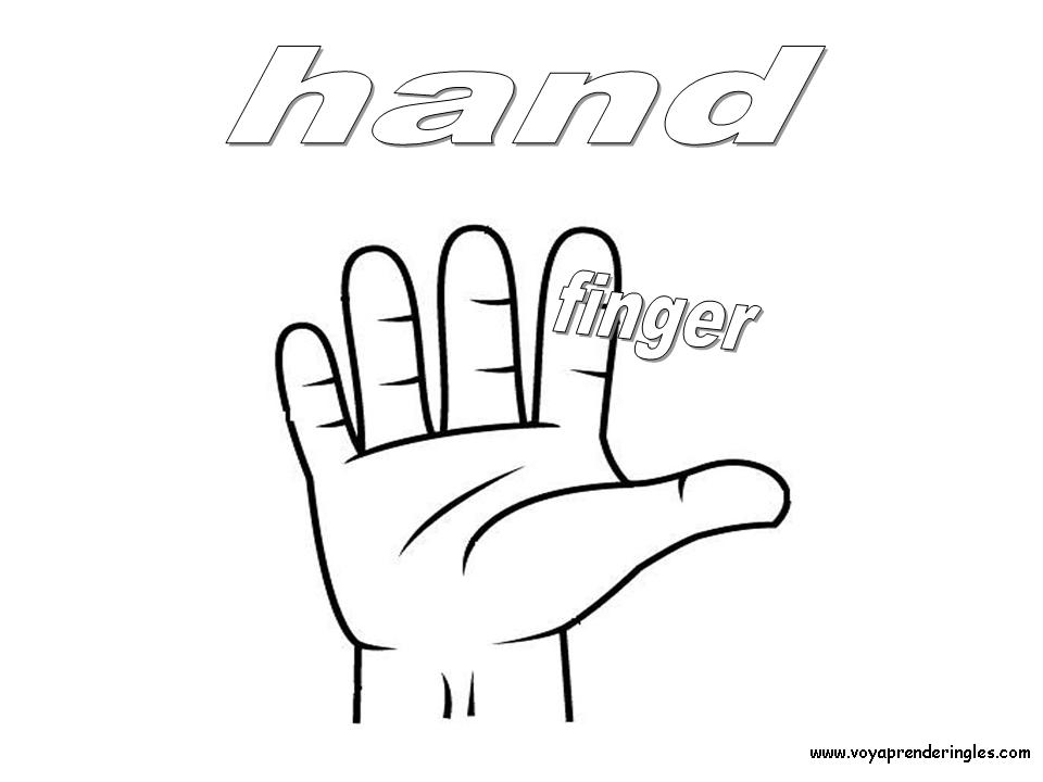 Hand, Finger - Dibujos Cuerpo Humano para Colorear en Inglés