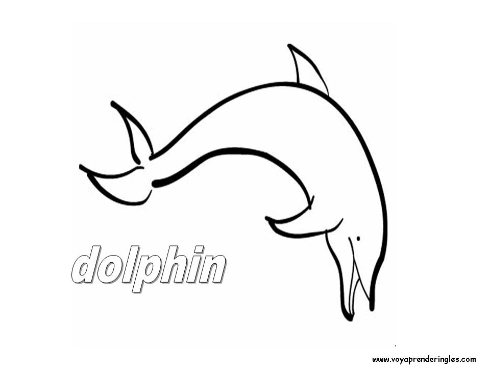 10 animals animales