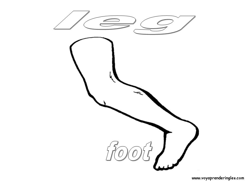 Leg, Foot - Dibujos Cuerpo Humano para Colorear en Inglés