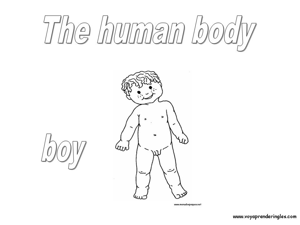 Boy - Dibujos Cuerpo Humano para Colorear en Inglés