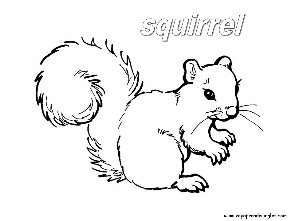 12 animals animales