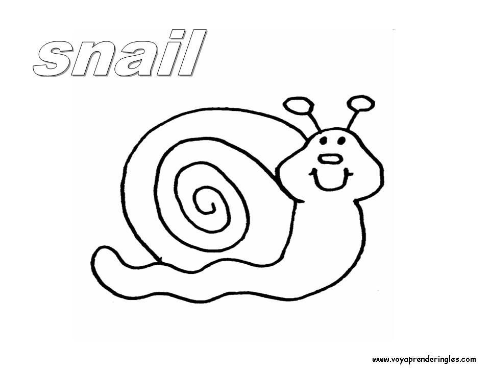 14 animals animales