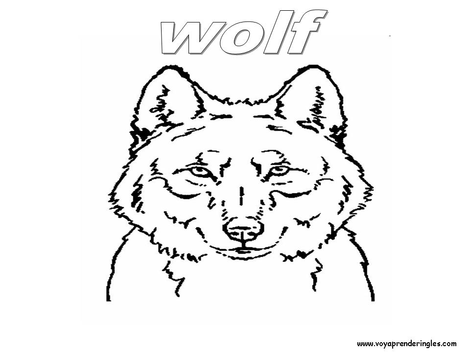 21 animals animales