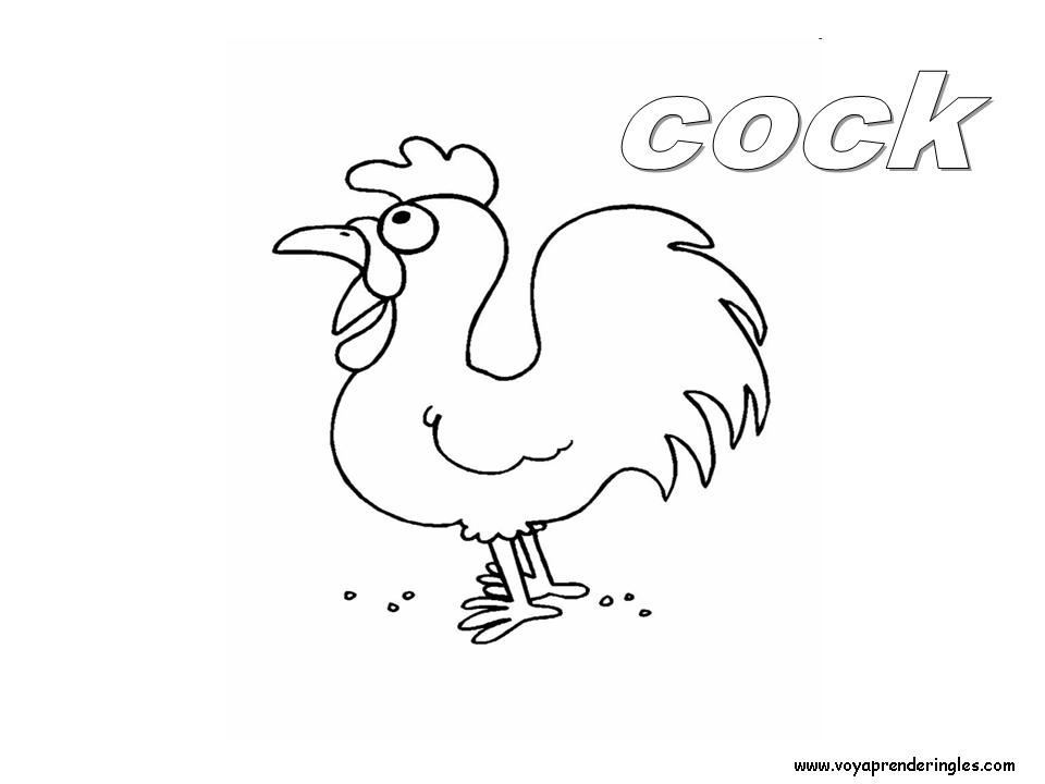 27 animals animales