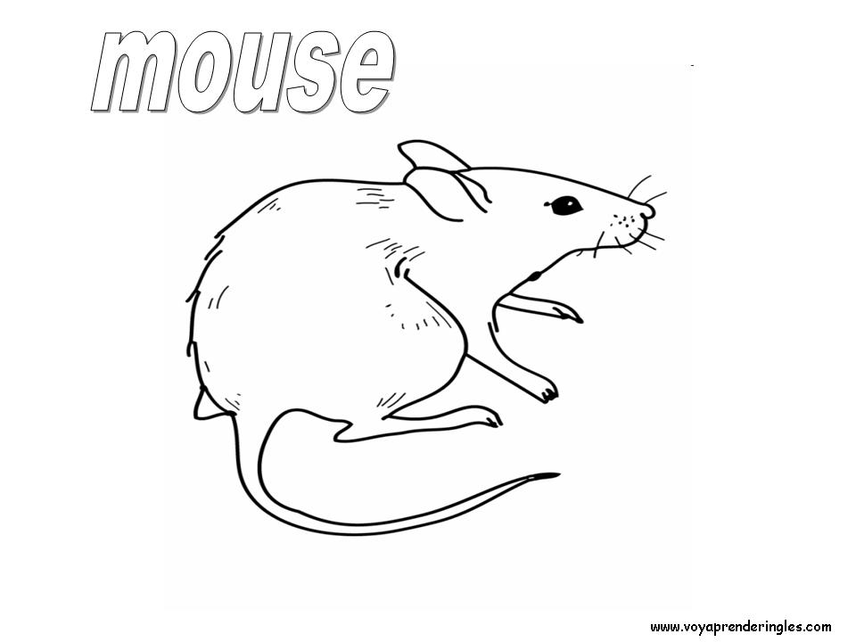 29 animals animales
