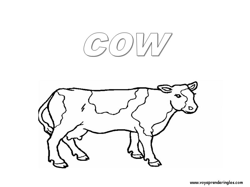 30 animals animales