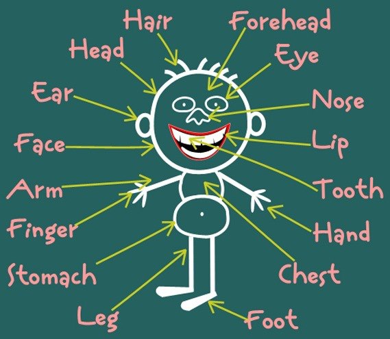 Partes del cuerpo humano - The Human Body