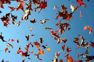 Autumn Leaves are a-falling - Canciones para Niños en Inglés